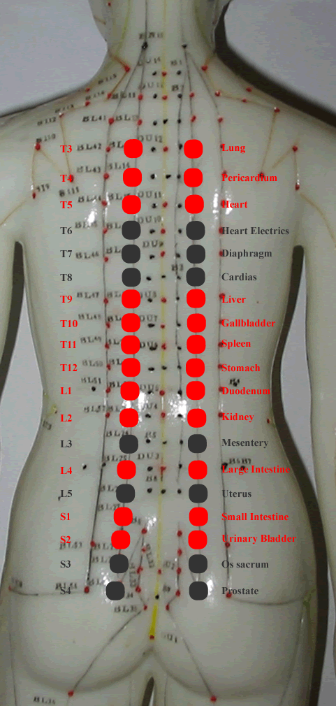 New Acquisition In Back-shu Points Anatomy Knowledge